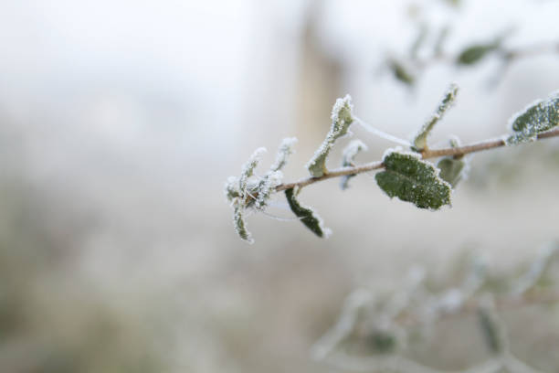 gefrostete natur im wintermorgen - winter woods frost fragility stock-fotos und bilder