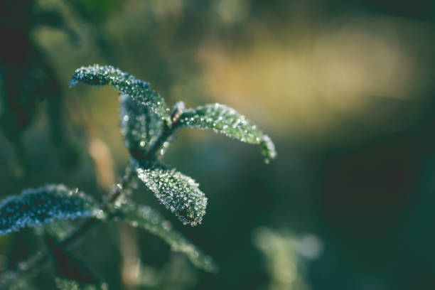istock Green leaves covered with frost 1139032789