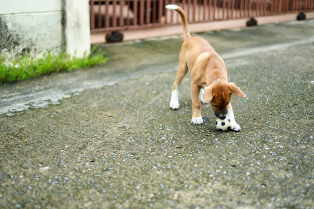 dog playing with ball in the morning