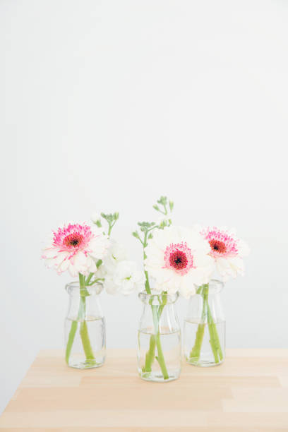 istock White and pink pretty gerbera 1139036277