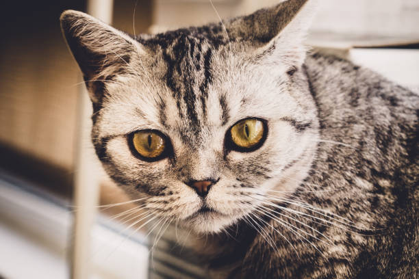istock portrait of British grey cat 1139036415