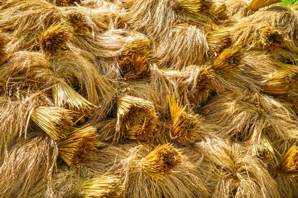 Rice harvest drying in paddy field, Jatiluwih, Bali, Indonesia