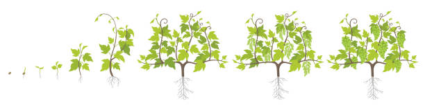 ilustrações, clipart, desenhos animados e ícones de estágios do crescimento da planta da uva. plantio de vinhedos aumentam as fases. ilustração do vetor. vitis vinifera colhida. período de maturação. o ciclo de vida. uvas no fundo branco. - vector berry root leaf