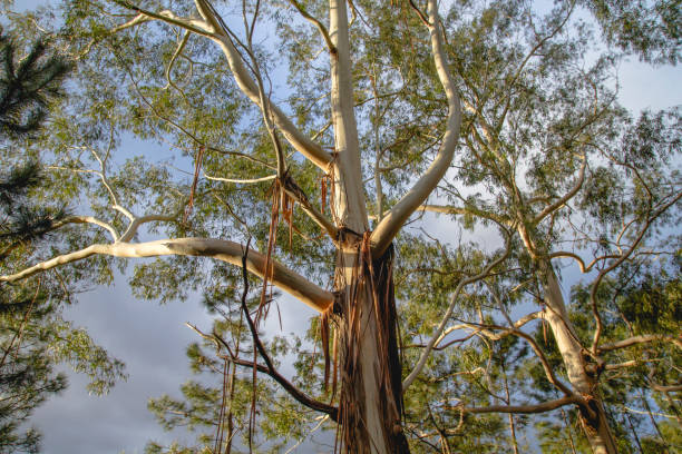 Looking up at eucalyptus tree branches against the sky at sunset