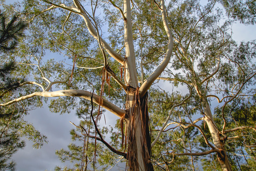 Australian bush scene with spotted gum trees and foliage