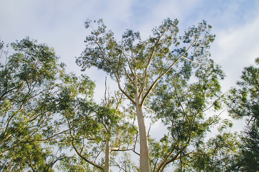 Big eucalyptus trees green foliage