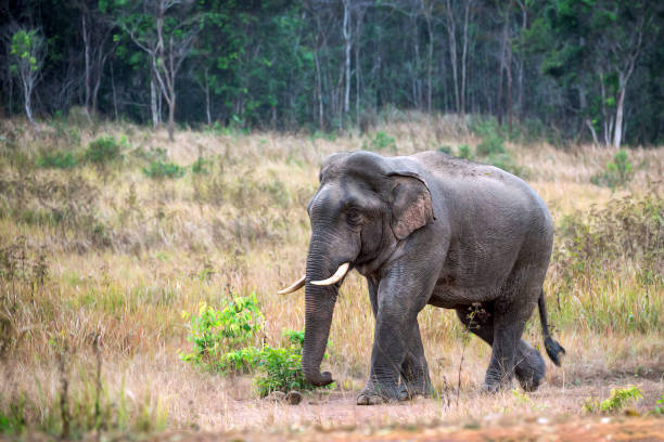 istock Asian elephant male in natural forest. 1139043140