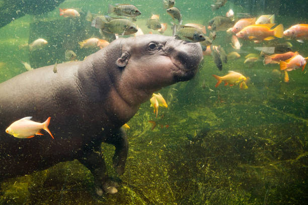 Dwarf hippos play with fish. stock photo