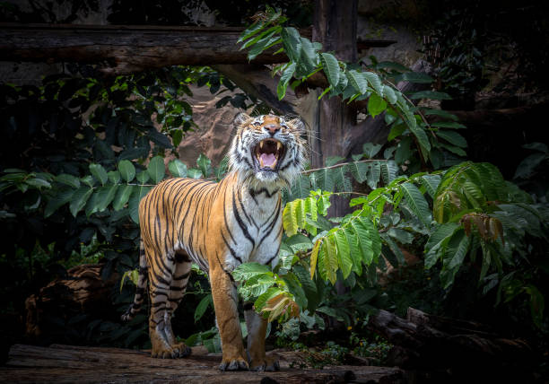 istock tiger is staring at the victim on the tree. 1139043187