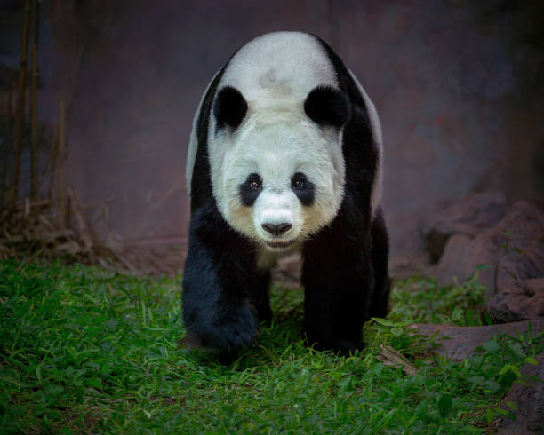 panda stands in the natural atmosphere of the forest. stock photo
