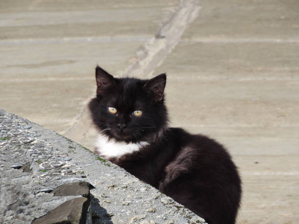 istock A cute black and white Persian cat. 1139043908
