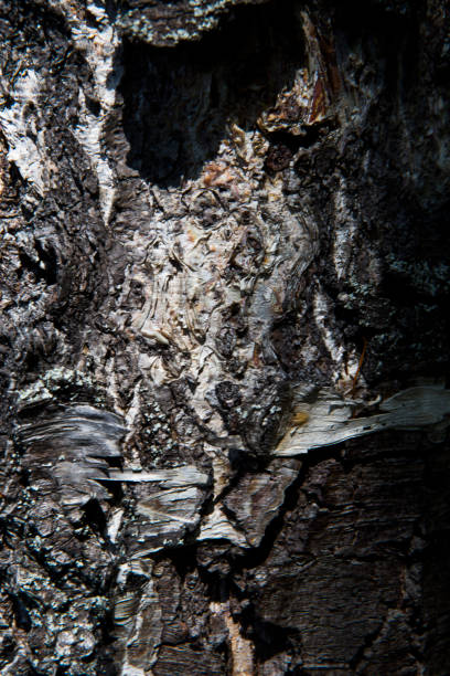 old birch bark - root paper black textured imagens e fotografias de stock