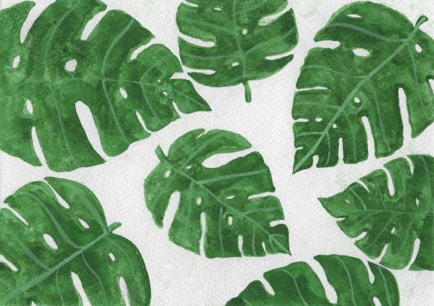 tropical leaf water color paint art of Monstera for postcard. vector art illustration