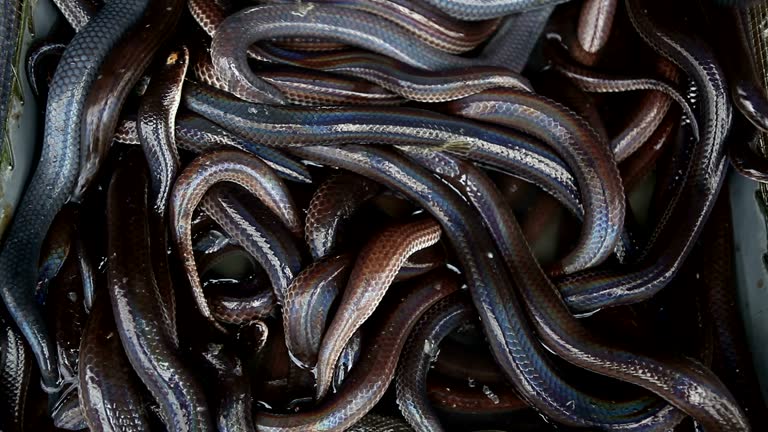 Lot of snakes in a box