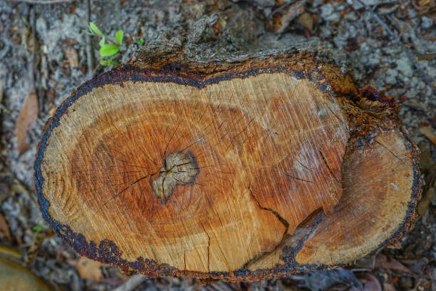 istock Cratoxylum formosum Wood is a raw material making white charcoal. 1139049203