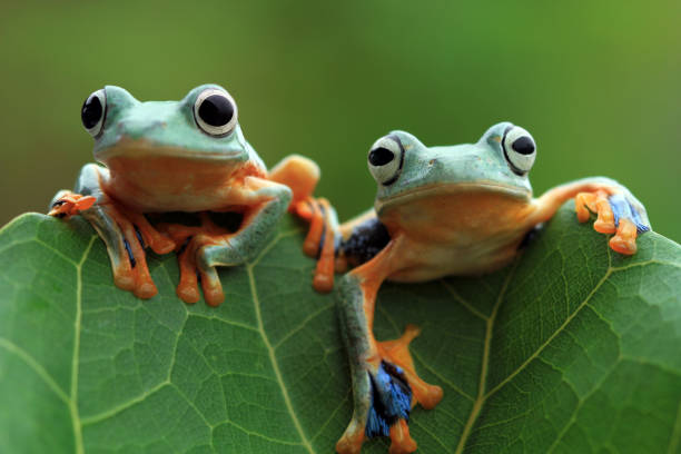 Two tree frog on green leaves