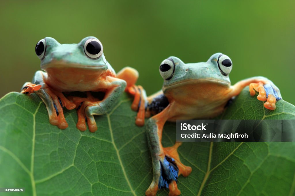 Two tree frog on green leaves Javan tree frog on leaves Two Animals Stock Photo