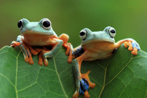 Two tree frog on green leaves Javan tree frog on leaves frog photos stock pictures, royalty-free photos & images
