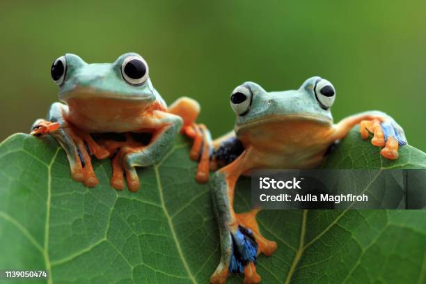 Two Tree Frog On Green Leaves Stock Photo - Download Image Now - Two Animals, Animal, Animal Themes