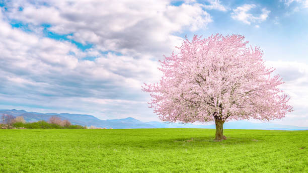 sakura di ciliegia giapponese in fiore. - tree single object remote landscape foto e immagini stock