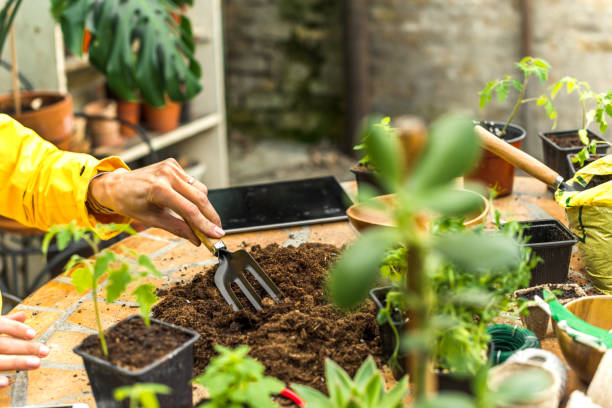 istock Planting herbs in my home garden 1139053512