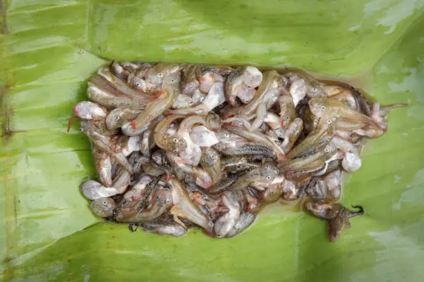 Photo of Frog Tadpoles baby on banana leaf for cook food in asian