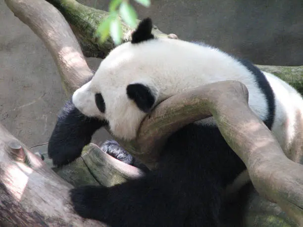 Cute giant panda resting on a fallen tree.