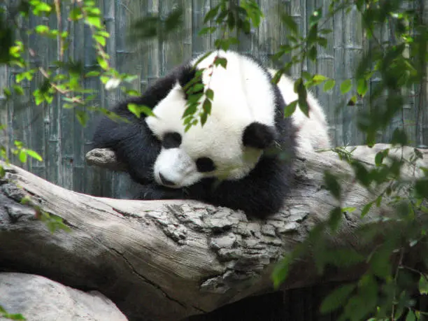 Adorable panda bear sleeping on a fallen tree.