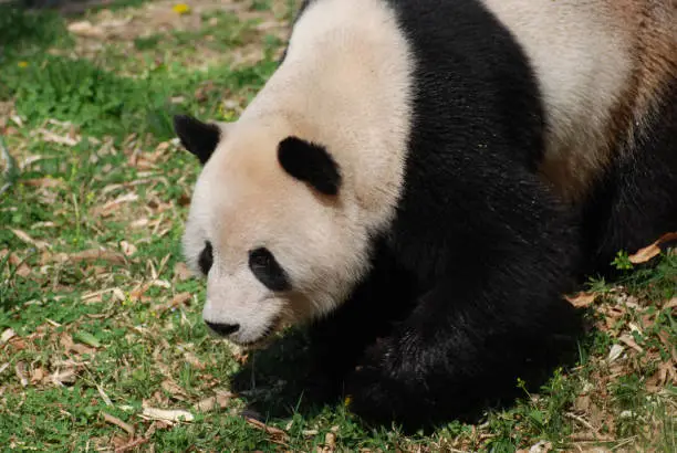 Cute giant panda bear waddling around with a sweet expression.