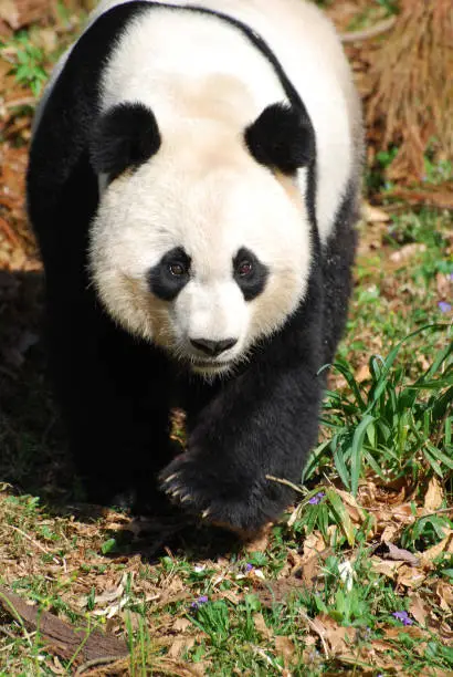 Amazing giant panda bear with a very sweet expression.