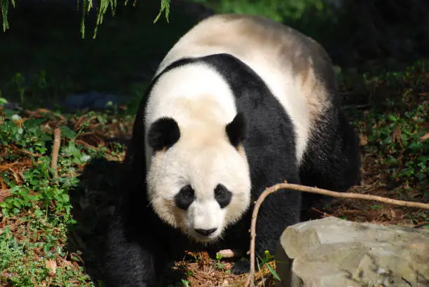 Beautiful sweet Chinese giant panda bear walking about.