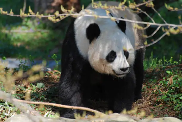 Really cute panda bear walking between tree branches.