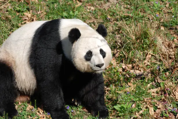 Sweet black and white Chinese panda bear sitting down.