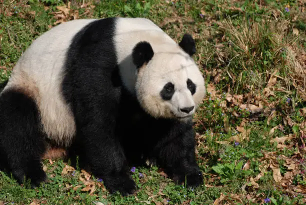 Really cute large black and white giant panda bear sitting.