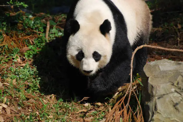 Beautiful sweet giant panda bear waddling around.
