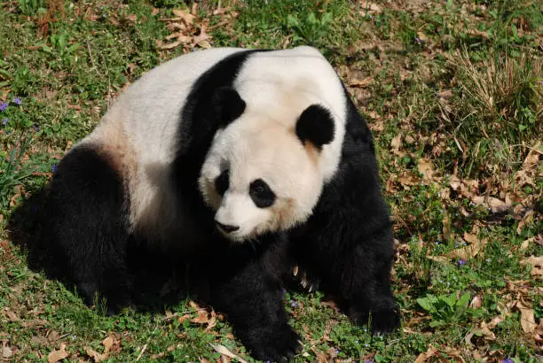 Large giant panda bear sitting and looking back.