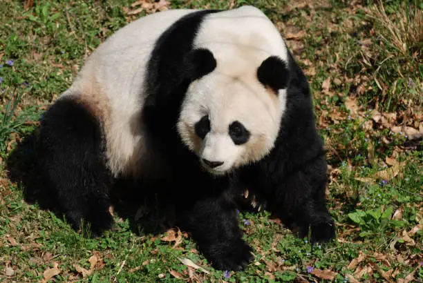 Gorgeous giant panda bear sitting back on his haunches.
