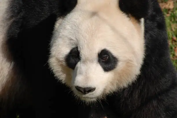 Really cute face of a large fluffy giant panda bear.