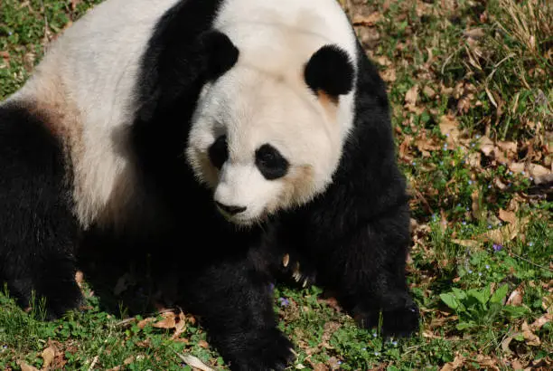 Cute black and white giant panda bear sitting back on it's haunches.