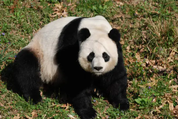 Giant panda bear sitting back on his haunches in grass.