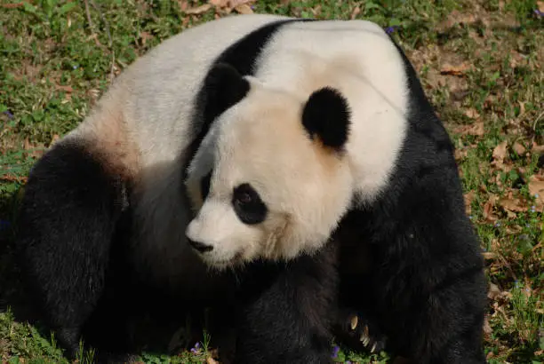 Cute giant panda bear looking back over his shoulder.