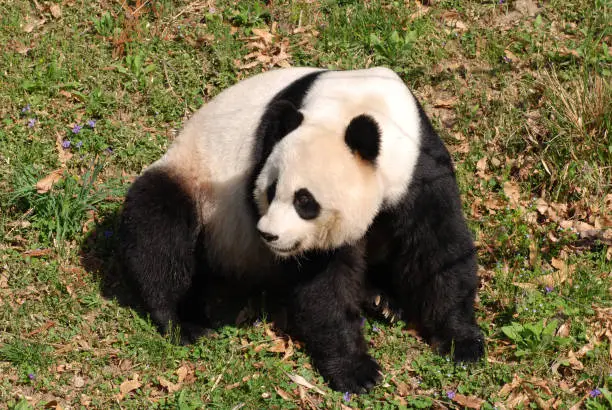 Gorgeous giant panda bear sitting down.