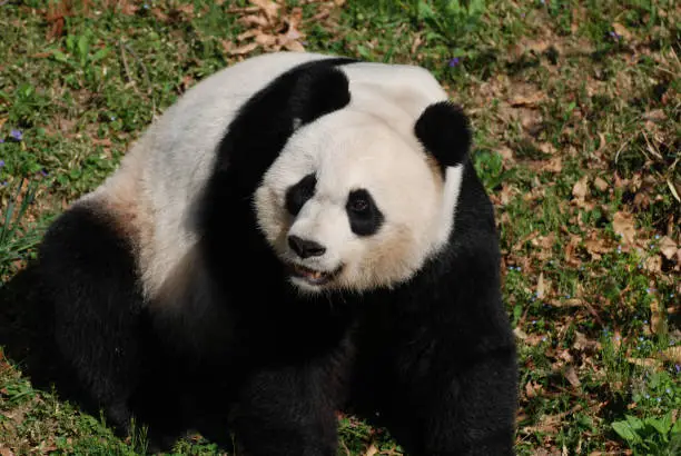 Large giant panda bear sitting back on his haunches.