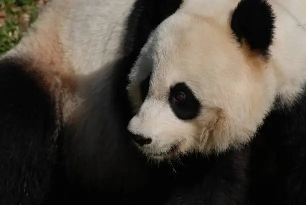 Close up look at the face of a giant panda bear.