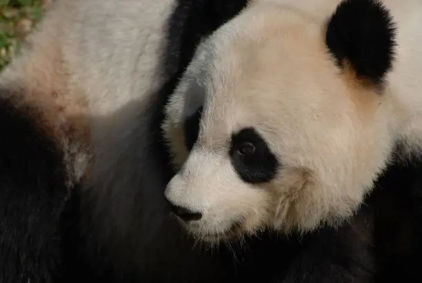 Amazing fluffy face of a black white Chinese panda bear.