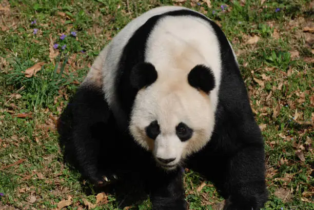 Cute Chinese panda sitting around in the wild.