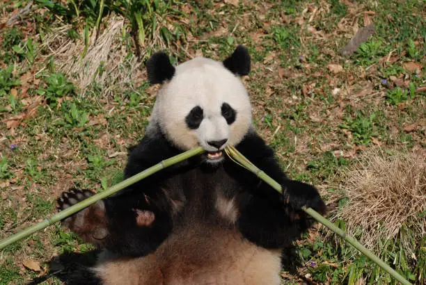 Panda bear eating a bamboo shoot fromt he center.