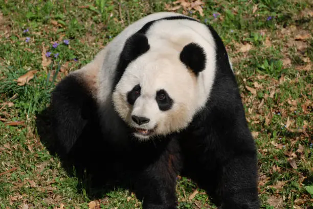 Really cute panda bear making funny faces on his haunches.