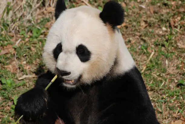 Lovely look at the face of a hungry panda bear.