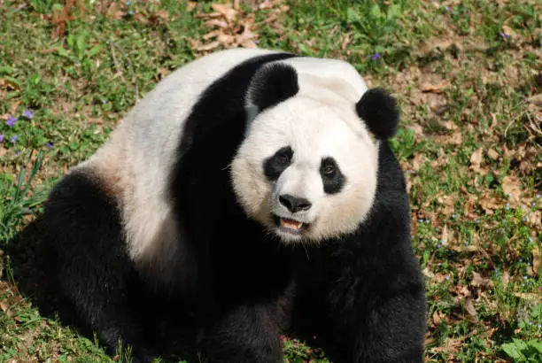 Cute giant panda bear making faces while sitting on his haunches.